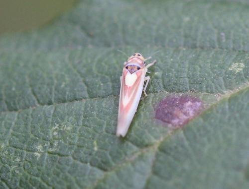 Zygina lunaris